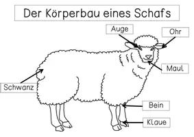 Vorschau - Arbeitsblätter - Übersichtsblatt - Körperbau Schaf - Seite 3