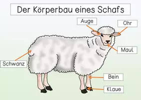 Vorschau - Arbeitsblätter - Übersichtsblatt - Körperbau Schaf - Seite 2