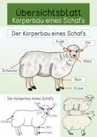 Vorschau - Arbeitsblätter - Übersichtsblatt - Körperbau Schaf - Deckblatt