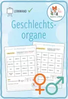 Vorschau - Arbeitsblätter - Geschlechtsorgane - Lernwand - Deckblatt