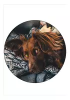 Vorschau - Mal- und Bastelvorlagen - Wimpel / Girlande Schulanfang Hundeklasse - Seite 2