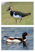 Vorschau - Bildkarten - Ostseevögel - Wissenskarten - Seite 2