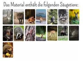 Vorschau - Unterrichtsreihen - Wachsendes Materialpaket zum Thema Wald - Seite 1