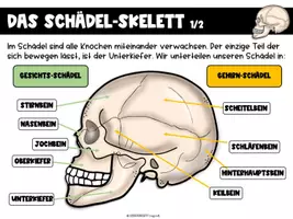 Vorschau - Stundenentwürfe - Der menschliche Körper - Das Skelett - Seite 3