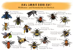 Vorschau - Merkblätter - Übersichtsblätter Wildbienen- und Hummelarten - Seite 2