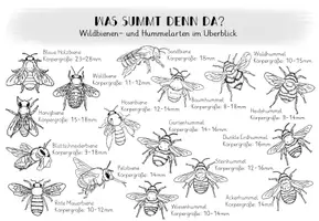 Vorschau - Merkblätter - Übersichtsblätter Wildbienen- und Hummelarten - Seite 3