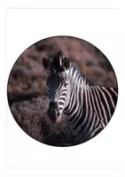 Vorschau - Mal- und Bastelvorlagen - Girlande für den Schulanfang Zebraklasse - Seite 1