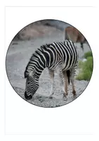 Vorschau - Mal- und Bastelvorlagen - Girlande für den Schulanfang Zebraklasse - Seite 3