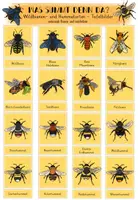 Vorschau - Präsentationen/Tafelbilder - Wildbienen - und Hummelarten - Tafelbilder - Deckblatt