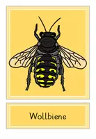 Vorschau - Präsentationen/Tafelbilder - Wildbienen - und Hummelarten - Tafelbilder - Seite 1