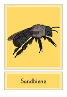 Vorschau - Präsentationen/Tafelbilder - Wildbienen - und Hummelarten - Tafelbilder - Seite 3