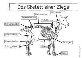 Übersichtsblatt - Das Skelett einer Ziege – Unterrichtsmaterial in den ...