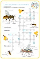 Aufbau der Biene – Kreuzworträtsel – Unterrichtsmaterial im Fach Biologie
