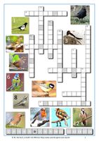 Kreuzworträtsel Vögel – Unterrichtsmaterial in den Fächern Biologie & Sachunterricht