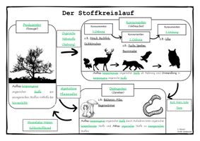 Ökologie: Der Stoffkreislauf – Unterrichtsmaterial im Fach Biologie