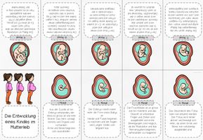 Embryoentwicklung Tafelmaterial Minibook Unterrichtsmaterial In Den embryoentwicklung-tafelmaterial-minibook-unterrichtsmaterial-in-den