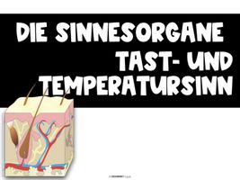 Sinnesorgane - Die Haut - komplette Einheit – Unterrichtsmaterial im ...
