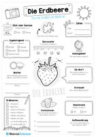 Steckbrief Erdbeere – Unterrichtsmaterial im Fach Sachunterricht