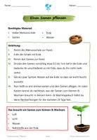 Einen Samen pflanzen - einfacher Versuch zur Keimung ...