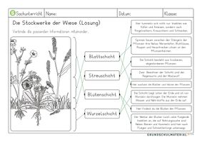 Stockwerke der Wiese Arbeitsblatt – Unterrichtsmaterial in den Fächern ...
