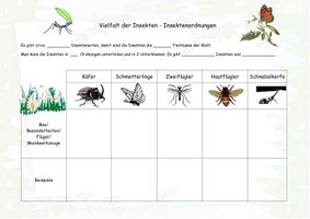 Vielfalt Der Insekten Insektenordnungen Systematik vielfalt-der-insekten-insektenordnungen-systematik