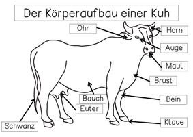 bersichtsblatt Der K rperbau Einer Kuh Unterrichtsmaterial Im Fach bersichtsblatt-der-k-rperbau-einer-kuh-unterrichtsmaterial-im-fach