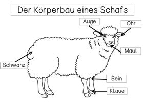 bersichtsblatt K rperbau Schaf Unterrichtsmaterial Im Fach bersichtsblatt-k-rperbau-schaf-unterrichtsmaterial-im-fach