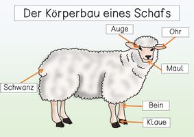 bersichtsblatt K rperbau Schaf Unterrichtsmaterial Im Fach bersichtsblatt-k-rperbau-schaf-unterrichtsmaterial-im-fach