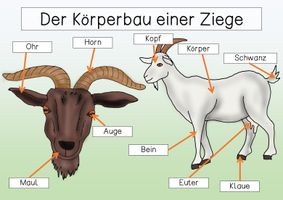Übersichtsblatt - Körperbau einer Ziege 2 – Unterrichtsmaterial im Fach ...