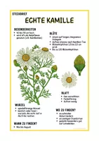 Steckbrief Echte Kamille F r Grundschule Realschule steckbrief-echte-kamille-f-r-grundschule-realschule