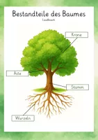 Arbeitsbl tter B ume Laub Und Nadelb ume Unterrichtsmaterial Im arbeitsbl-tter-b-ume-laub-und-nadelb-ume-unterrichtsmaterial-im