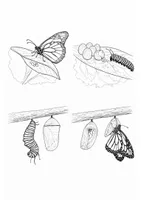 anteprima - Altro tipo di materiale - Libretto ciclo di vita farfalla - Pagina 2