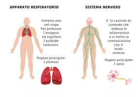 anteprima - Materiale di supporto/inclusione - Apparati e sistemi - Pagina 2