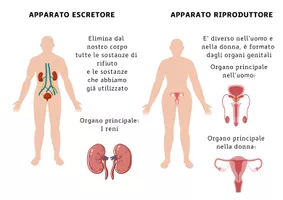 anteprima - Materiale di supporto/inclusione - Apparati e sistemi - Pagina 3