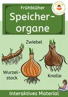 Zwiebel - Knolle - Wurzelstock : Die Speicherorgane der Frühblüher ...