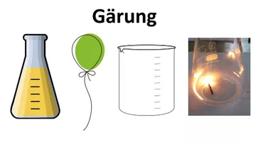 Gärung - Alkoholische Gärung - Versuch – Unterrichtsmaterial im Fach ...