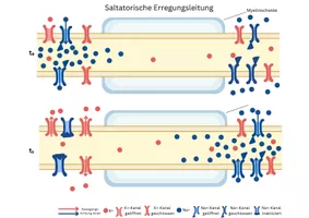 Legebild Kontinuirliche Und Saltatorische Erregungsleitung legebild-kontinuirliche-und-saltatorische-erregungsleitung