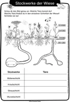 Stockwerke Der Wiese Wissensheft Forscherheft Unterrichtsmaterial stockwerke-der-wiese-wissensheft-forscherheft-unterrichtsmaterial