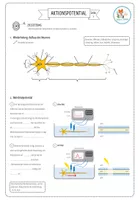 Aktionspotential - Arbeitsblatt (Abitur) – Unterrichtsmaterial im Fach ...