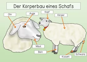 bersichtsblatt K rperbau Eines Schafs Unterrichtsmaterial Im Fach bersichtsblatt-k-rperbau-eines-schafs-unterrichtsmaterial-im-fach