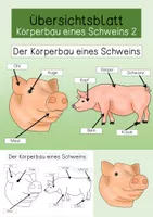 bersichtsblatt K rperbau Des Schweins 2 Unterrichtsmaterial Im bersichtsblatt-k-rperbau-des-schweins-2-unterrichtsmaterial-im