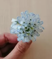 Bild in der Beschreibung des Unterrichtsmaterials Pflanzen: Experiment zum Wassertransport, differenziert + Film von Wiet.i. #1