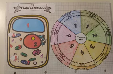 Bild in der Beschreibung des Unterrichtsmaterials interaktives Zellrad: pflanzliche Zelle (dreh- & klappbar) von WissensFunken (Frau S.) #1