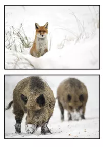 Bild in der Beschreibung des Unterrichtsmaterials Sachtext Tiere im Winter, Wald, Lesen, Lesekompetenz, Klasse, 4, 5, 6. von LernTagebuch #1