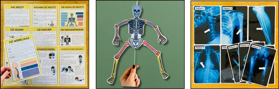 Bild in der Beschreibung des Unterrichtsmaterials Skelett Mensch, Knochen, Gelenke, menschlicher Körper, Anatomie, Sachunterricht, Biologie, Arbeitsblätter, Übungen, Lernkarten, Freiarbeit, Stationenlernen | Materialpaket von Unterrichtmitspass #3