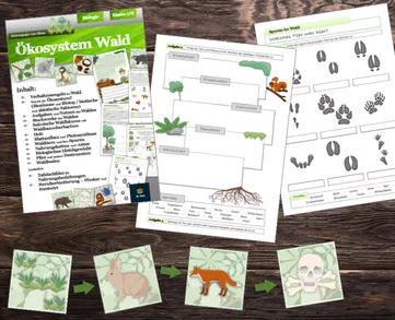 Bild in der Beschreibung des Unterrichtsmaterials Lernpaket - Ökosystem Wald von Dr.Teach #1