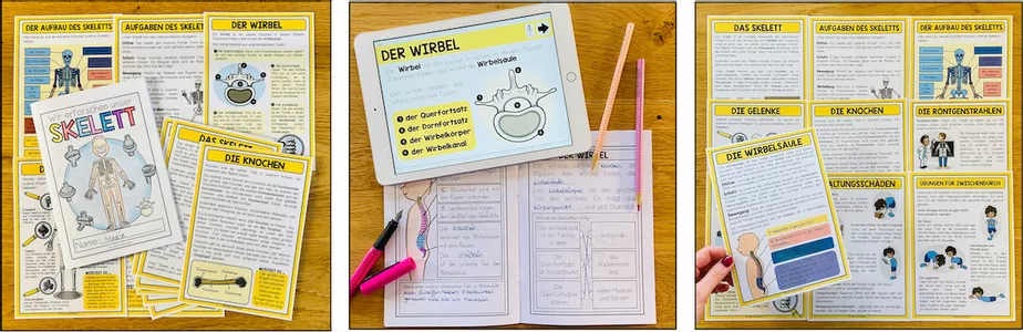Bild in der Beschreibung des Unterrichtsmaterials Skelett Mensch Klasse 4, 5, 6 – Knochen, Gelenke, Aufbau des Skeletts, menschlicher Körper, Sachunterricht, Biologie, Arbeitsblätter | Lernwerkstatt von Unterrichtmitspass #2