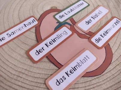 Bild in der Beschreibung des Unterrichtsmaterials Teile einer Bohne: Legematerial zum Aufbau eines Samens von papillionis #2