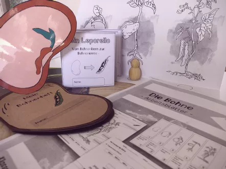 Bild in der Beschreibung des Unterrichtsmaterials Die Bohne: Sparpaket (Klasse 1-2) von Papillionis #2