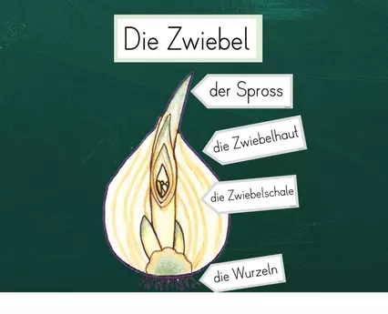 Bild in der Beschreibung des Unterrichtsmaterials Tafelmaterial - Die Blumenzwiebel - Frühblüher von FreuleinBerg #1